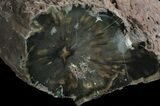 Triassic Petrified Log (Woodworthia) - Zimbabwe #34491-1
